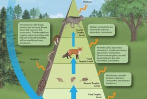 Understanding Energy Flow: A Key to Enhancing Physical Wellness