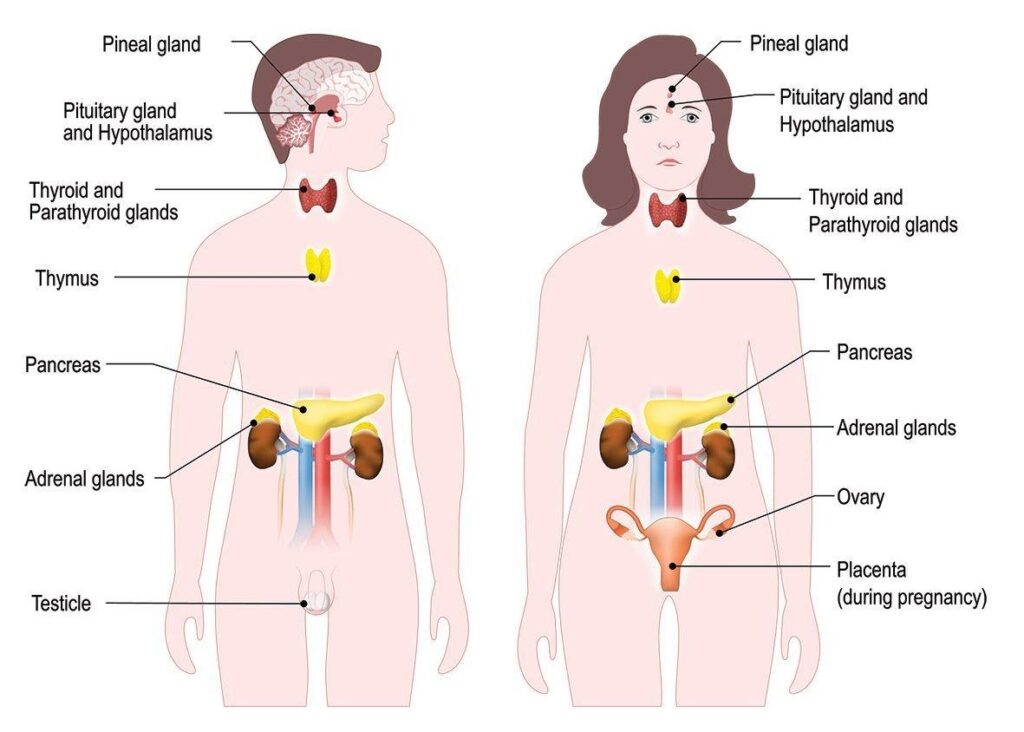 Finding Balance: Hormones and the Soul of Women’s Mental Health