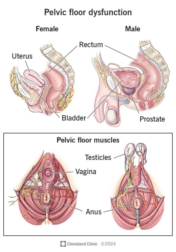 Unlocking Wellness: The Heartfelt Truth About Pelvic Health