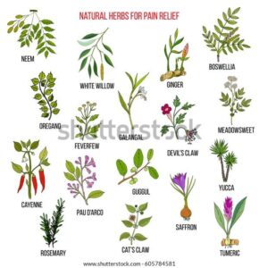 Exploring Herbs for Pain Relief: Nature’s Healing Solutions