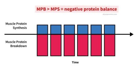 Mastering Protein Balance for Optimal Muscle Growth