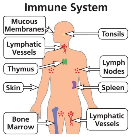 Boost Your Immune System Naturally: Effective Tips to Try