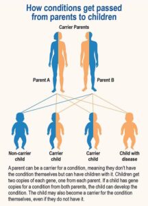 Unlocking Secrets: Understanding Your Family Health History