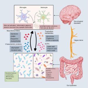 Unlocking Happiness: The Gut-Mind Connection Revealed!