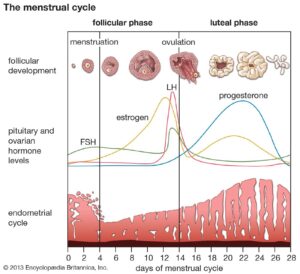 Embracing Your Menstrual Cycle: A Deeper Emotional Journey