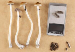Microdosing Psilocybin: A Rising Trend in Mental Health Care