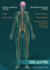 Understanding the Nervous System’s Impact on Mental Health