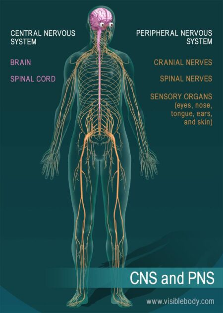 Understanding the Nervous System’s Impact on Mental Health