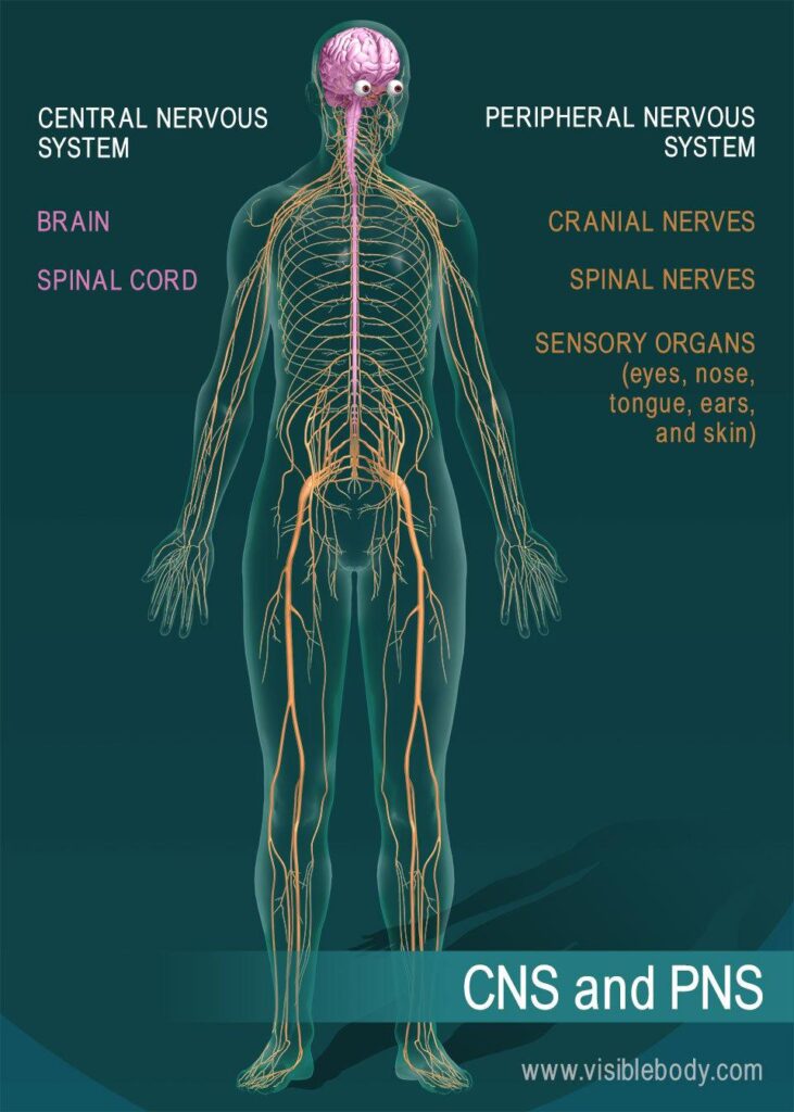 Understanding the Nervous System’s Impact on Mental Health
