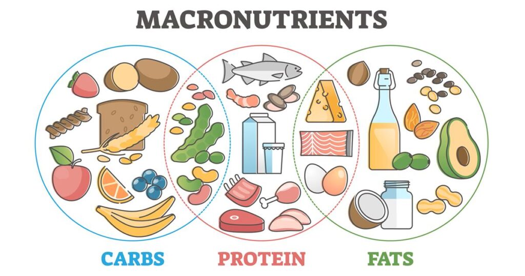 Understanding Macronutrients: Key to a Balanced Diet